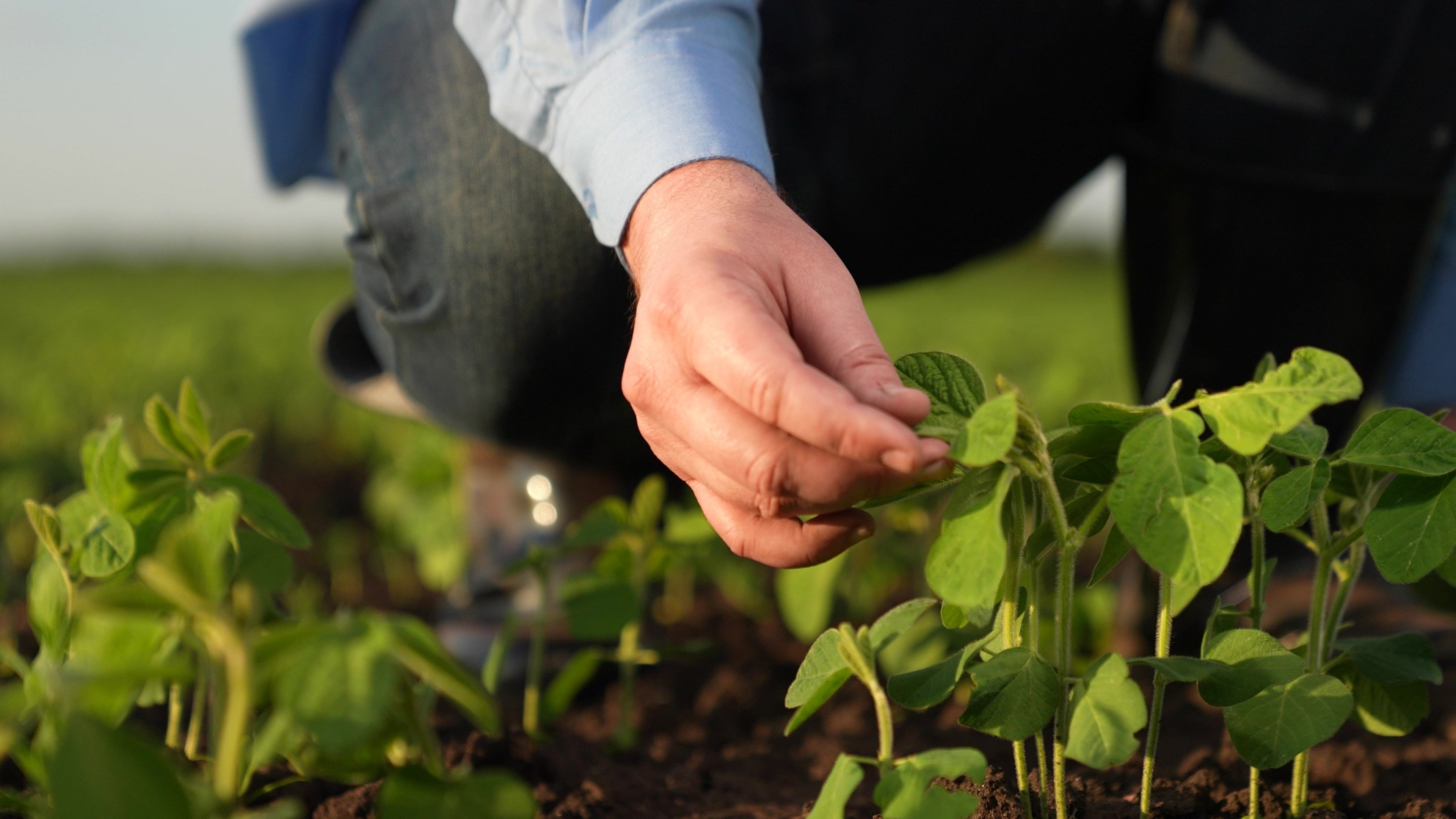 curiosidades-sobre-agronomia-1